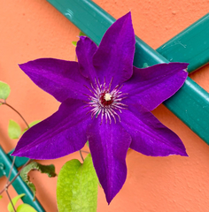 Clematis patens