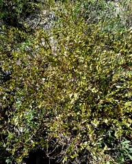 Atriplex pentandra