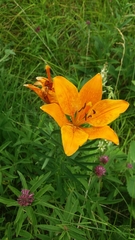 Lilium bulbiferum