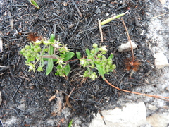 Aspidoglossum heterophyllum