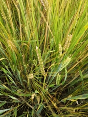 Hordeum distichon