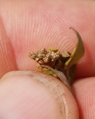 Atriplex pentandra