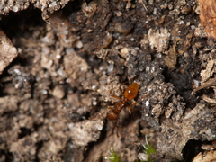 Myrmica