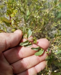 Atriplex pentandra