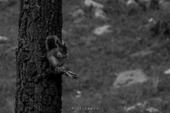 Sciurus alleni