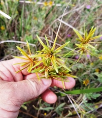 Cyperus oxylepis