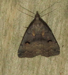 Phalaenostola hanhami