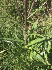 Cirsium heterophyllum