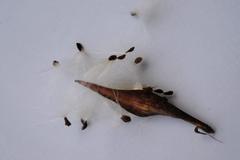 Aspidoglossum heterophyllum