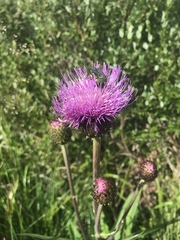 Cirsium heterophyllum