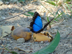Morpho helenor guerrerensis