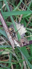 Dolichovespula sylvestris