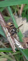 Dolichovespula sylvestris