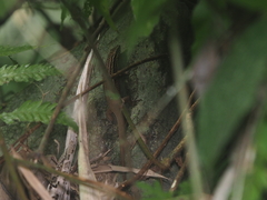 Eutropis rugifera