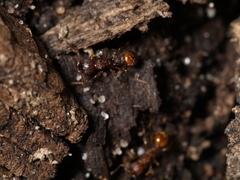 Myrmica