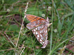 Dione glycera