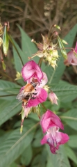 Impatiens glandulifera