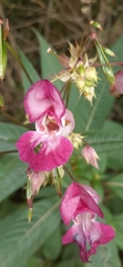 Impatiens glandulifera