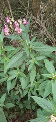 Impatiens glandulifera