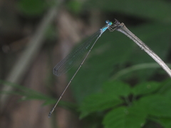 Pericnemis stictica