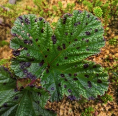 Coleroa chaetomium