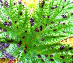 Coleroa chaetomium