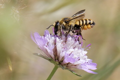 Megachile melanopyga