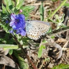 Plebejus idas