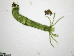 Hydra viridissima