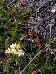 Saxifraga bronchialis funstonii