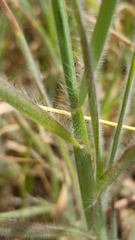 Digitaria texana