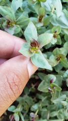 Epilobium obcordatum