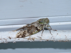 Platypleura kaempferi