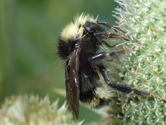 Bombus caliginosus