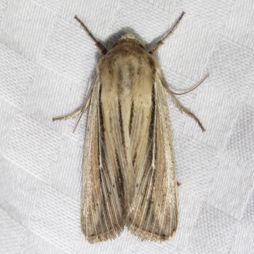 Two-lined Wainscot photo 2