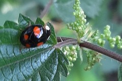 Harmonia axyridis