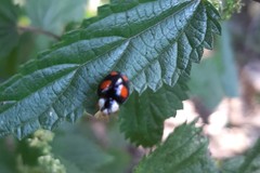 Harmonia axyridis