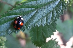 Harmonia axyridis