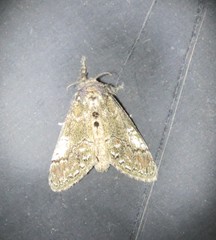 Dasychira obliquata