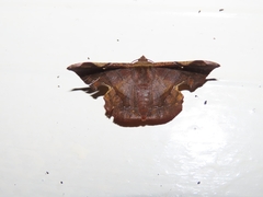 Fascellina