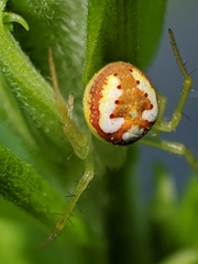 Araneus guttulatus