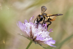 Megachile melanopyga