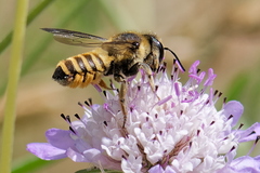Megachile melanopyga