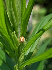 Araneus guttulatus