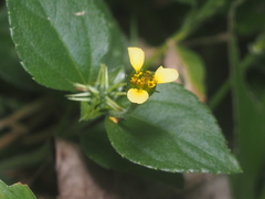 Calyptocarpus vialis