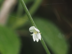 Pleurolobus gangeticus