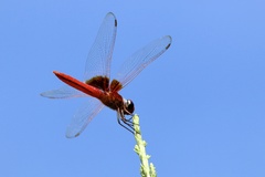 Urothemis signata yiei