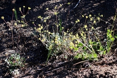 Eriogonum marifolium