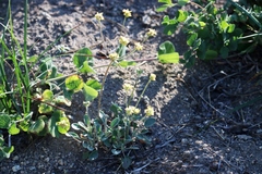 Eriogonum marifolium