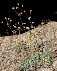 Eriogonum marifolium